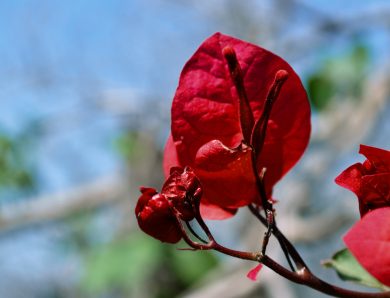 Blossom nature petals spring natural