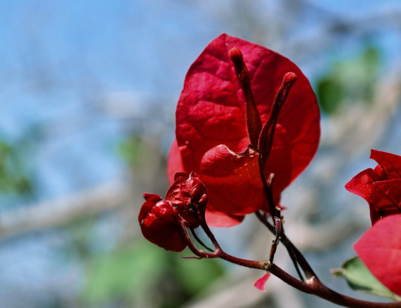 Blossom nature petals spring natural