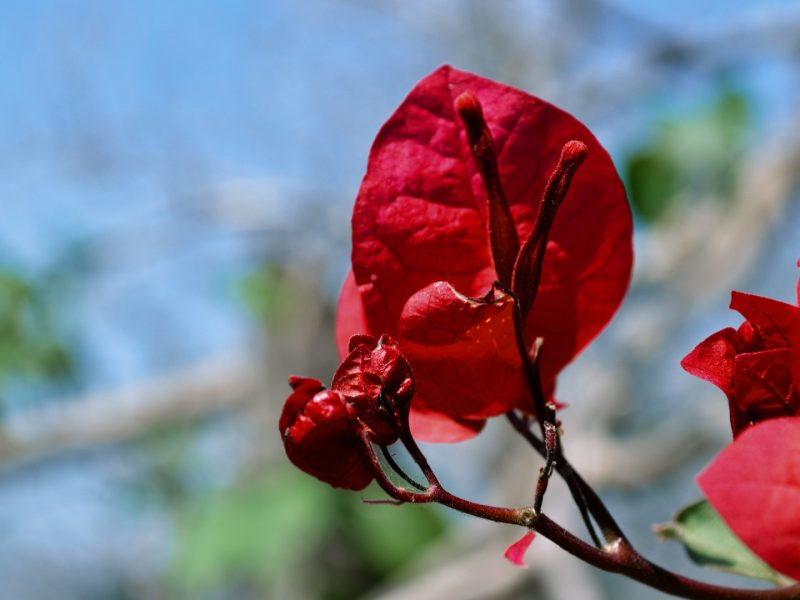 Blossom nature petals spring natural