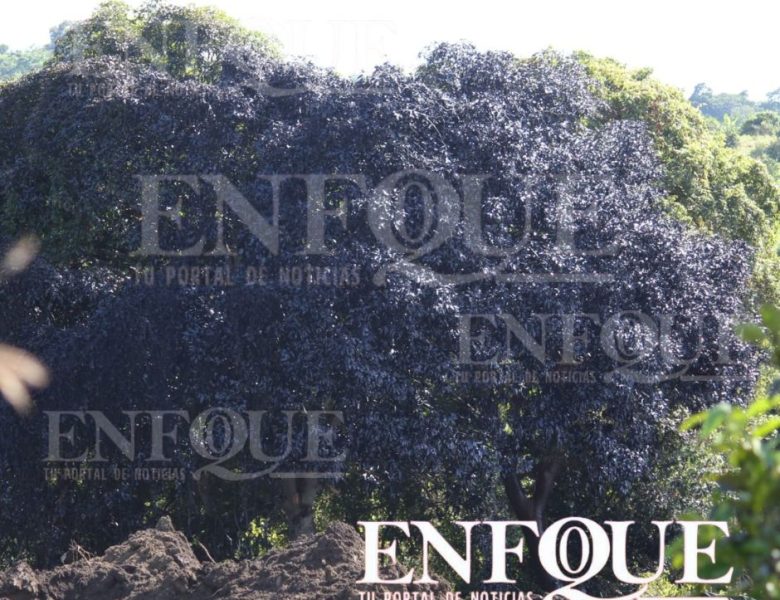 Ruptura del oleoducto 30 provoca ecocidio en Álamo