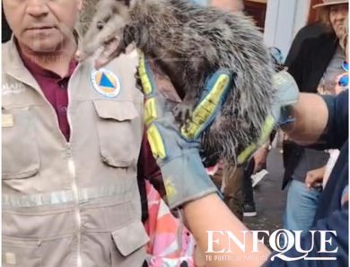 Rescatan a tlacuache atorado en el motor de auto