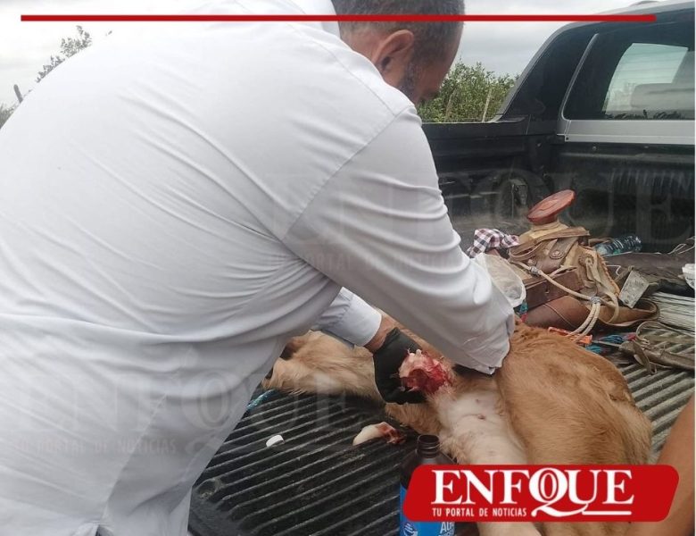 Alerta sanitaria por brote de gusano barrenador en ganado