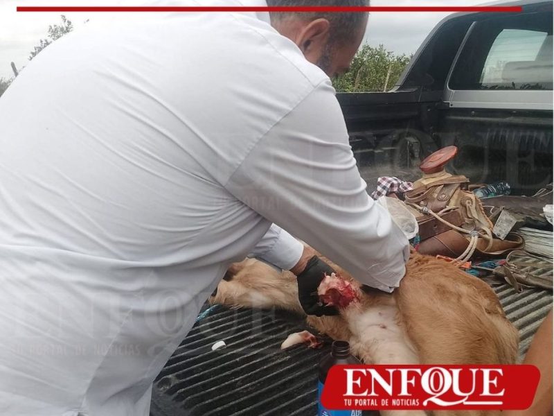 Alerta sanitaria por brote de gusano barrenador en ganado