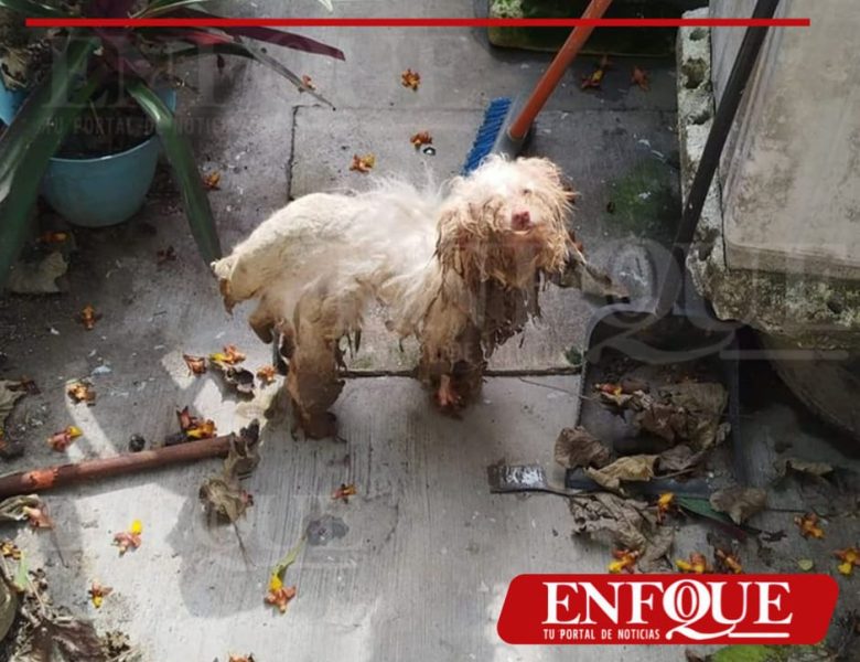 Resguardan a perro en condiciones precarias; sancionan a propietario en Tuxpan