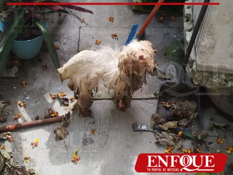 Resguardan a perro en condiciones precarias; sancionan a propietario en Tuxpan