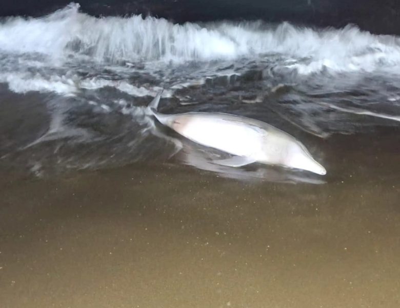 Hallan delfín muerto en playa de La Vigueta, en Tecolutla
