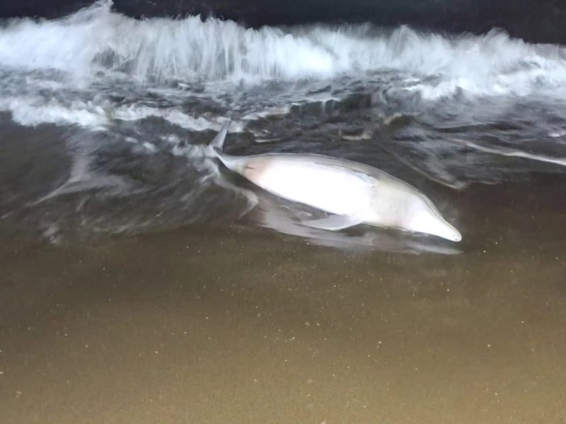 Hallan delfín muerto en playa de La Vigueta, en Tecolutla