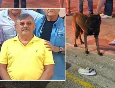 La espera final de un compañero fiel: Danilo murió en el asfalto y su perro permaneció a su lado