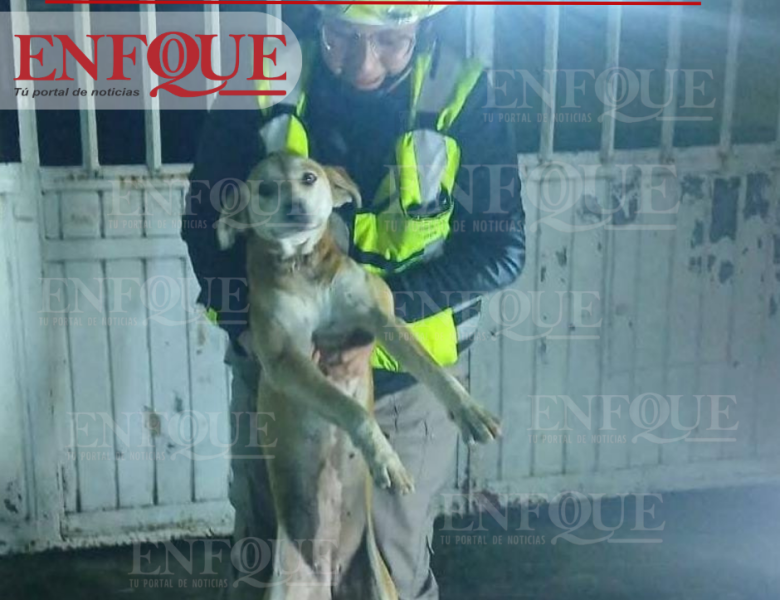 RESCATAN A CANINO ATRAPADO EN ESCUELA PRIMARIA DE RÍO BLANCO