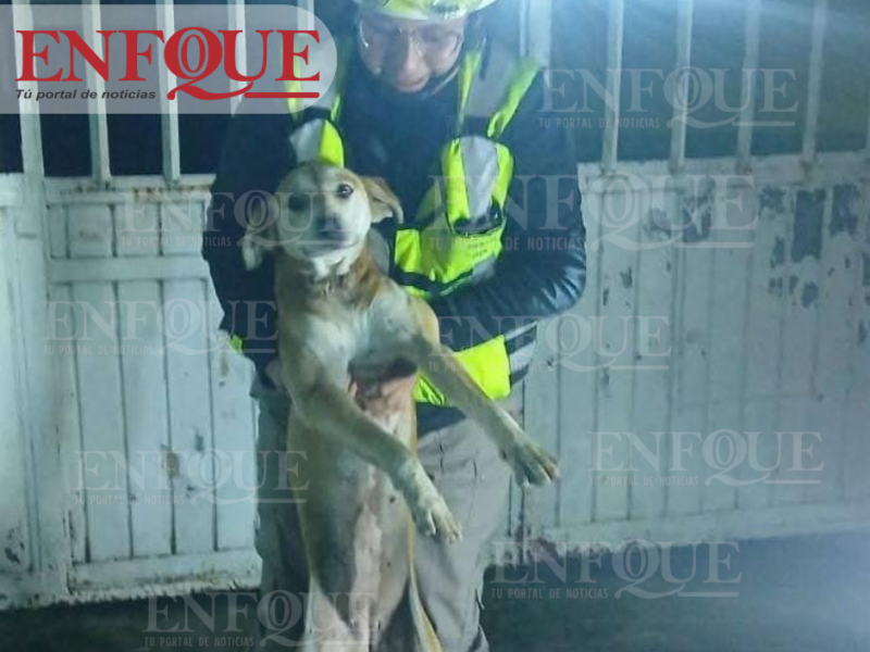 RESCATAN A CANINO ATRAPADO EN ESCUELA PRIMARIA DE RÍO BLANCO