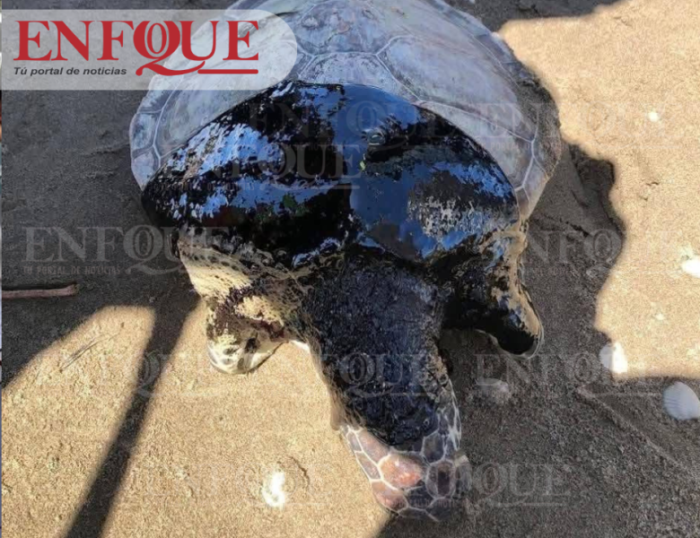 Consternación en playas de Cazones por hallazgo de tortuga muerta
