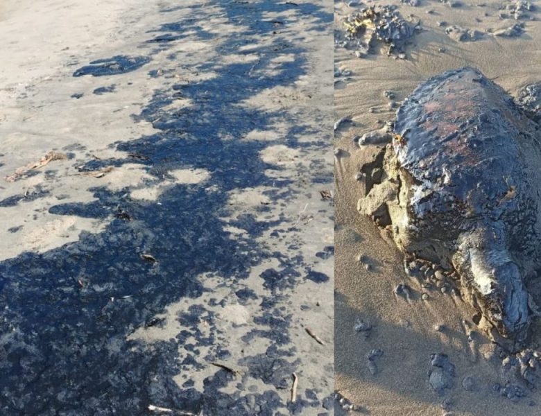 Denuncian ecocidio en playas de Veracruz; Pemex niega derrame