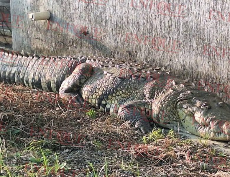 ¡Alarma en Tuxpan! Cocodrilo gigante irrumpe en zona urbana y moviliza a cuerpos de emergencia