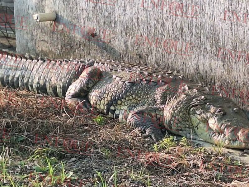 ¡Alarma en Tuxpan! Cocodrilo gigante irrumpe en zona urbana y moviliza a cuerpos de emergencia